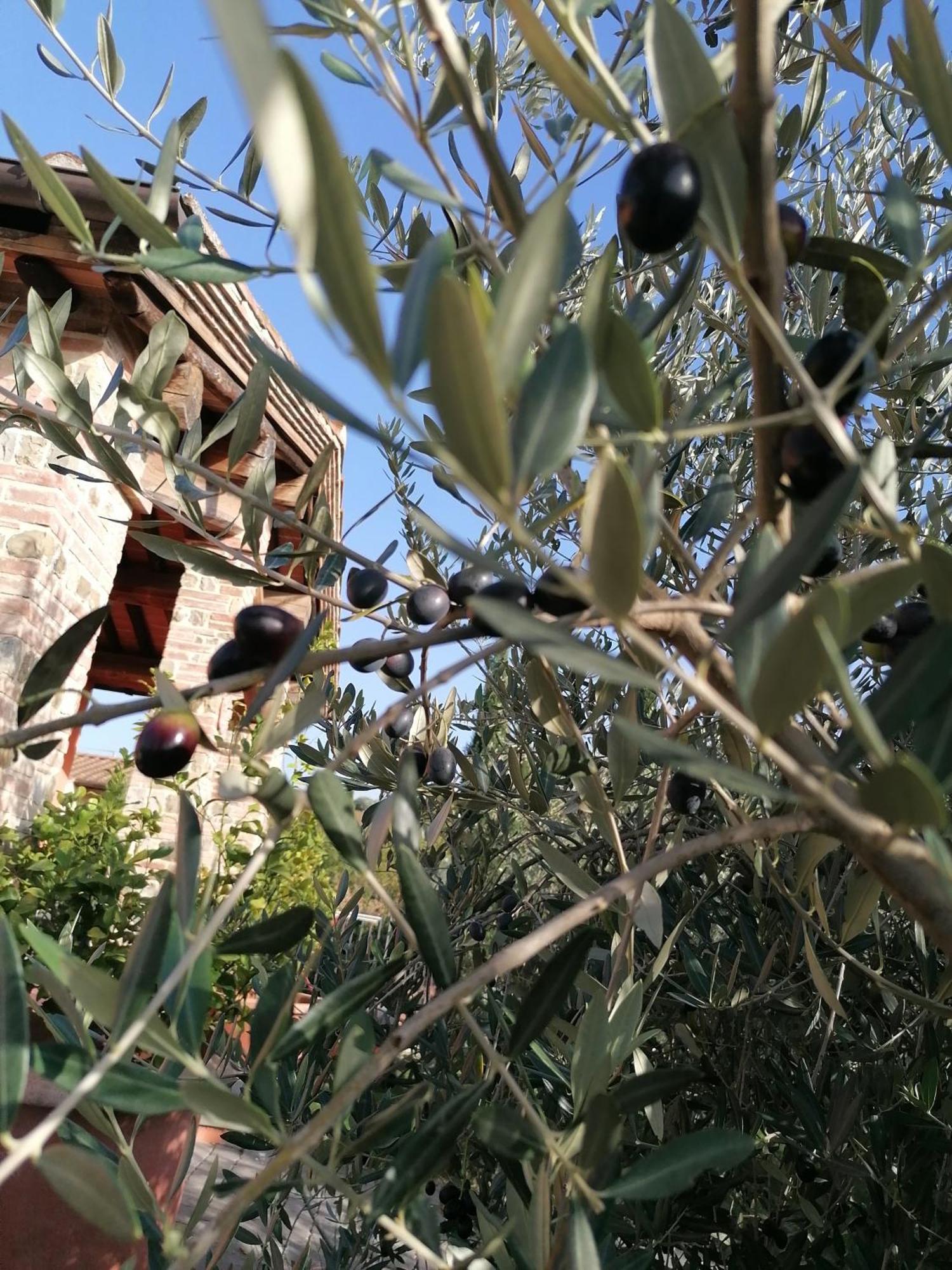 Agriturismo Borgo Stella Montespertoli Buitenkant foto